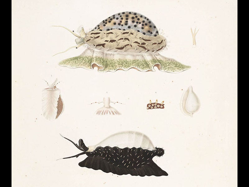 Jean René Constant Quoy Linda Hall Library