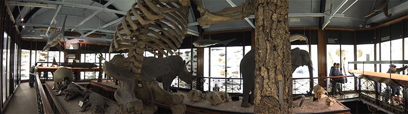 Panoramic interior view from the balcony at NHM Tring, photograph (museummutterings.wordpress.com)