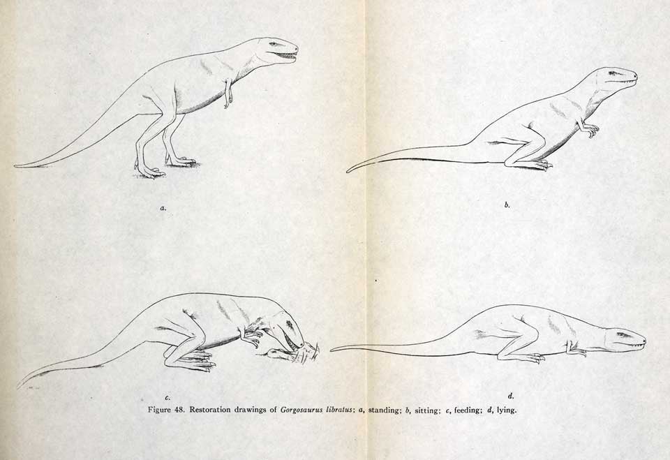 Restoration drawings of Gorgosaurus in standing, sitting, feeding, and lying positions. This work was on display in the original exhibition as item 36. Image source: Lambe, Lawrence M. The Cretaceous Theropodous Dinosaur Gorgosaurus. Ottawa: Government Printing Bureau, 1917. Series: Canada. Department of Mines. Geological Survey. Memoir 100, pp. 82-83.