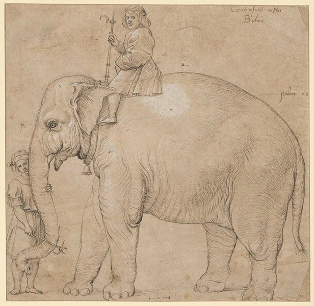 Drawing of Hanno the elephant in Rome, ink on brown paper, Raphael or his workshop, 1515, Kupferstichkabinett, State Museum of Berlin (Wikimedia commons)