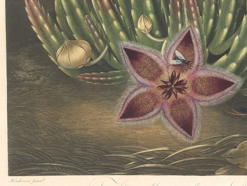 Detail of sixth image, The Maggot-bearing Stapelia, showing Henderson’s signature at bottom left, engraving after a painting by Peter Henderson, 1801, in The Temple of Flora, by Robert Thornton, 1807 (Linda Hall Library)