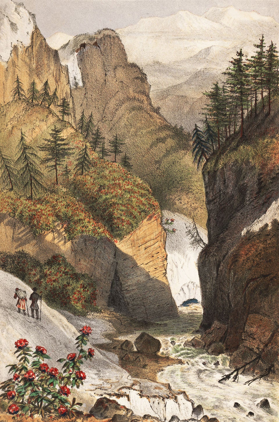 Rhododendrons in Nepal. Image source: Hooker, Joseph Dalton. Himalayan Journals. Vol. 2, London: J. Murray, 1854, frontispiece. 