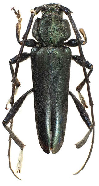 Pseudictator kingsleyae, a longhorn beetle collected by Mary H. Kingsley, West Africa, ca 1895, Natural History Museum, London (Wikimedia commons)