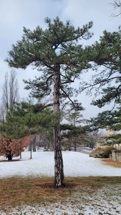 Austrian Pine winter