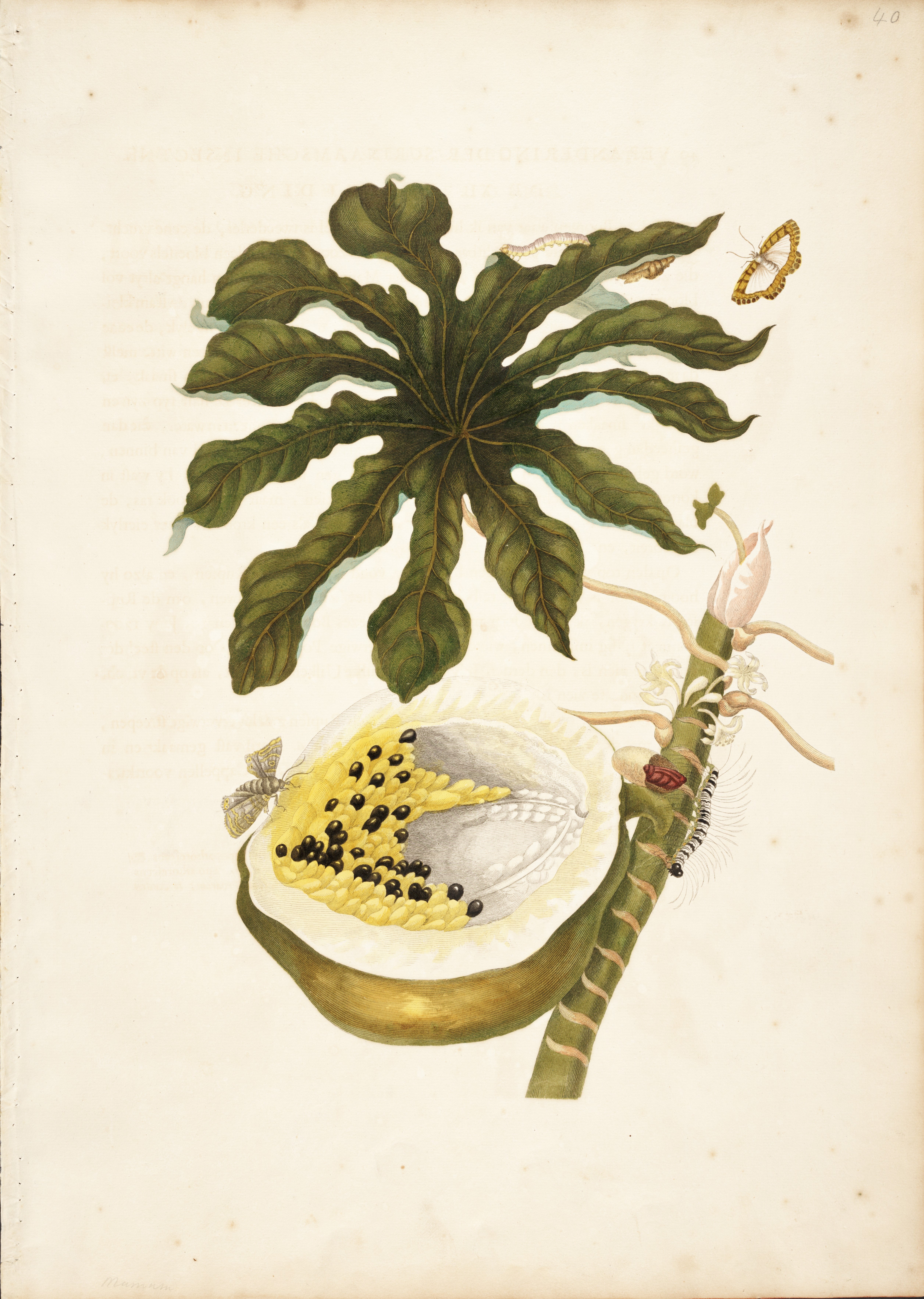 A copperplate engraving from Maria Sibylla Merian's 1705 counterproof edition of Metamorphosis Insectorum Surinamensium, showing Pawpaw (Carica papaya Linnaeus), Butterfly (Nymphidium caricae Linnaeus), Larva (possibly Lymantriidae), and Moth (unidentified Noctuidae). Image source: Merian, Maria Sibylla. Metamorphosis insectorum surinamensium. Amsterdam: Voor den auteur ..., als ook by Gerarde Valck, 1705, pl. 40.
