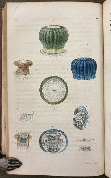 “Varieties of Actinia [sea anemones]”, hand-colored etching, illustrating an article by Charles-Alexandre Lesueur, Journal of the Academy of Natural Sciences of Philadelphia, vol. 1, 1817 (Linda Hall Library)