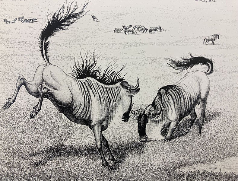 Blue wildebeest, pen and ink drawing by Sarah Landry, detail of offprint from Sociobiology: The New Synthesis, by E.O. Wilson, fig. 24-3, pp. 492-3, 1975 (Dava Sobel)