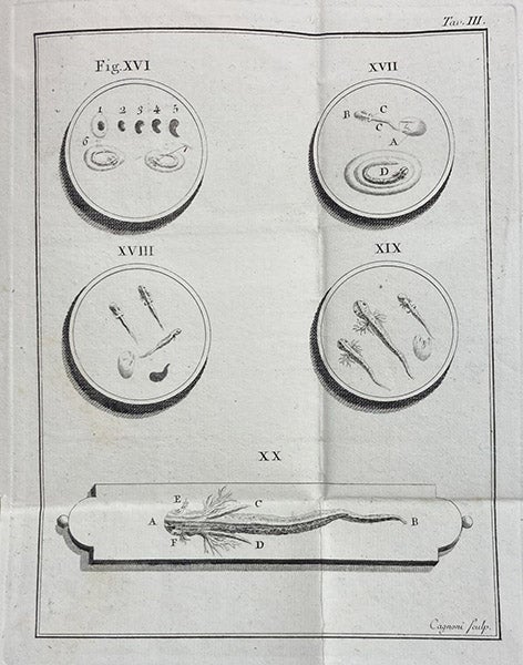 Observations of microscopic life, engraving, Dissertazioni di fisica animale, e vegetabile dell' Abate Spallanzani, vol. 2, plate 3 at end, 1780 (Linda Hall Library)