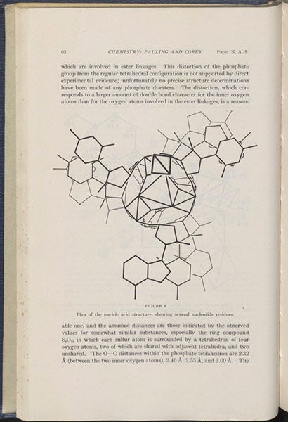 Proposed triple-helix structure for DNA, with bases sticking out, diagram in 