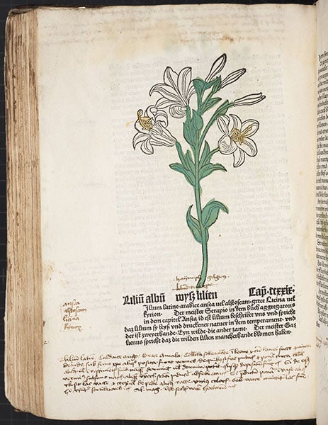 White lily, hand-colored woodcut, [Gart der Gesundheit], printed by Peter Schoeffer, Mainz, chap. 229, 1485 (Linda Hall Library)