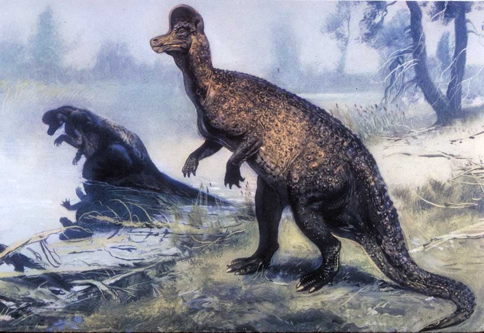 Restoration of Corythosaurus. This work was on display in the original exhibition as item 48. Image source: Augusta, Joseph; illustrated by Zdenek Burian. Prehistoric Animals. London: Spring Books, [1957], pl. 33.