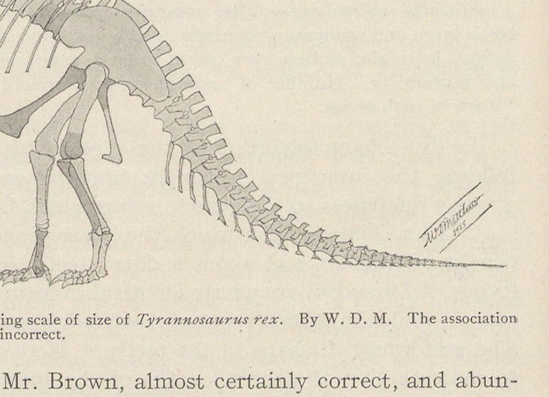 Detail of restoration of Tyrannosaurus rex, signature of W. D. Matthew, Bulletin of the American Museum of Natural History, vol. 21, p. 262, 1905 (Linda Hall Library)