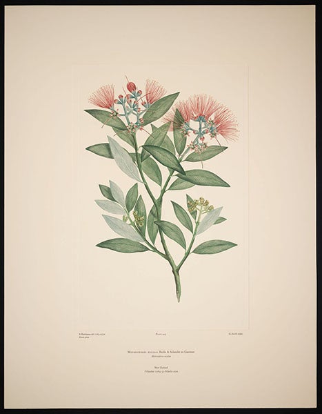 Metrosideros excelsa, Pohutukawa or New Zealand Christmas tree, drawn 1769-70 by Sydney Parkinson, engraved by G. Smith before 1784, printed in color by Alecto Historical Editions, Banks Florilegium, plate 445, 1980-90 (Linda Hall Library)