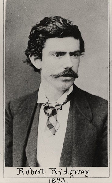 Portrait of Robert Ridgway, clipping of printed photograph, 1873, Smithsonian Institution achives (siarchives.si.edu)