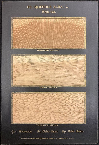 Card containing slices of Quercus alba, White Oak, The American Woods, Exhibited by Actual Specimens and with Copious Explanatory Text, by Romeyn Beck Hough, vol. 2, card 38, 1891 (The Linda Hall)