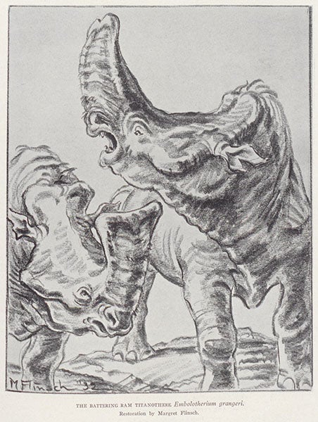 Embolotherium grangeri, artist’s restoration, in The New Conquest of Central Asia, by Roy Chapman Andrews et al., 1932 (Linda Hall Library)