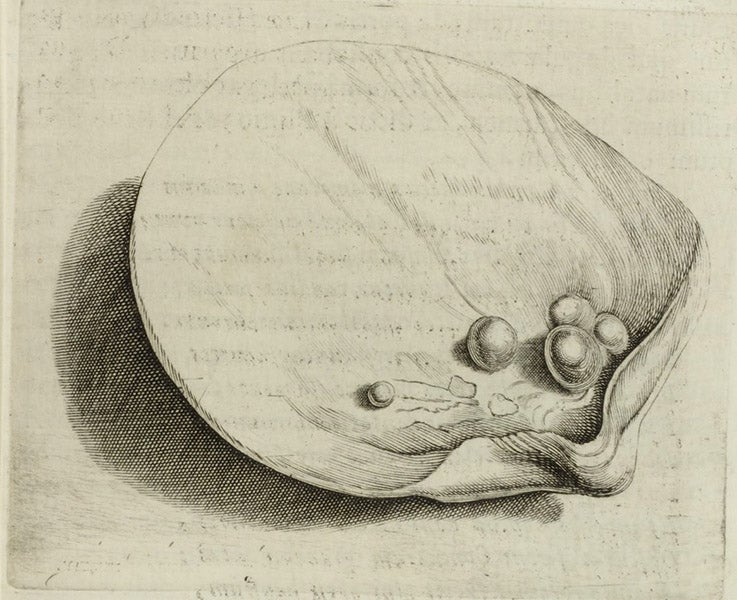 Oyster with pearls, text engraving, in Musaeum Franc. Calceolarii, by Benedicto Ceruto and Andra Chiocco, 1622 (Linda Hall Library)