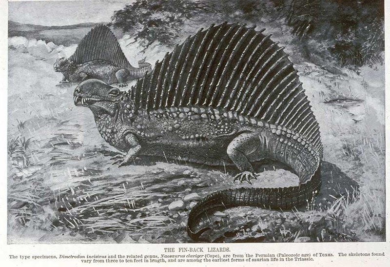 Dimetrodon, photo-reproduction of a watercolor by Charles R. Knight, Century Magazine, p. 13, Nov. 1897 (Linda Hall Library)
