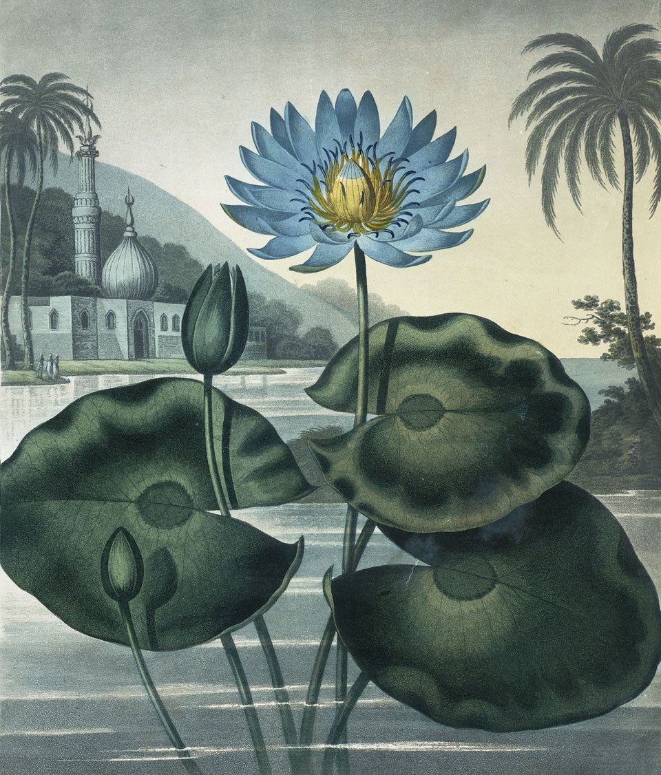 Blue Egyptian Water-lily. Image source: Thornton, Robert John, et al. The Temple of Flora, or Garden of Nature. London: Printed, for the publisher [i.e. the author], by T. Bensley, 1807.