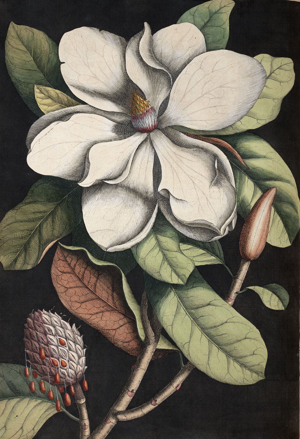 Southern Magnolia. Image source: Catesby, Mark. The Natural History of Carolina, Florida, and the Bahama Islands. Vol. 2, London: Printed for Charles Marsh...Thomas Wilcox...Benjamin Stichall, 1754, pl. 61.