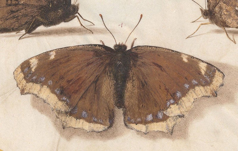 Detail of first image, Mourning cloak, watercolor and gouache on vellum, by Joris Hoefnagel, The Four Elements, Ignis volume, 1575-1600, National Gallery of Art, Washington (nga.gov)
