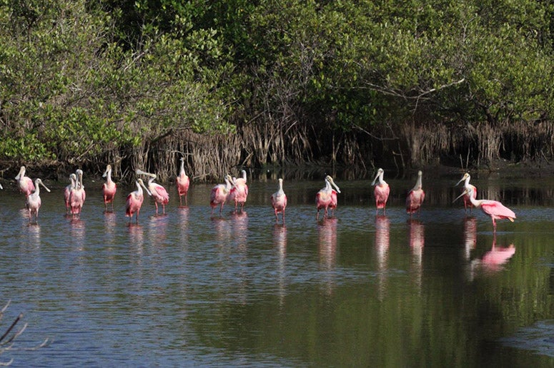 Roseate spoonbills in a mangrove swamp on Pelican Island, U.S. Fish & Wildlife Service (www.fws.gov)