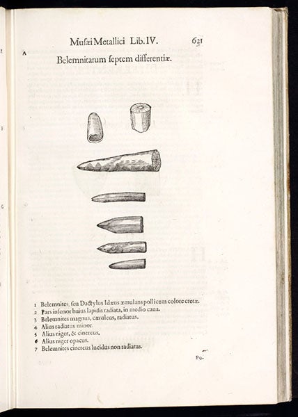Belemnites, after Gessner but rearranged, woodcut in Musaeum metallicum, by Ulisse Aldrovandi, 1648 (Linda Hall Library)