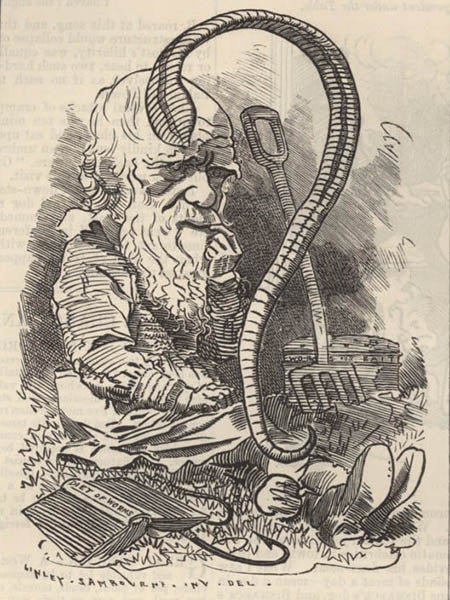 Caricature of Charles Darwin and his recent book on worms, by Linley Samboune, in Punch, Oct. 22, 1881 (darwin-online.org.uk)