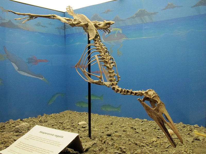 Hesperornis regalis display at the Canadian Fossil Discovery Centre, Manitoba (Wikimedia commons)