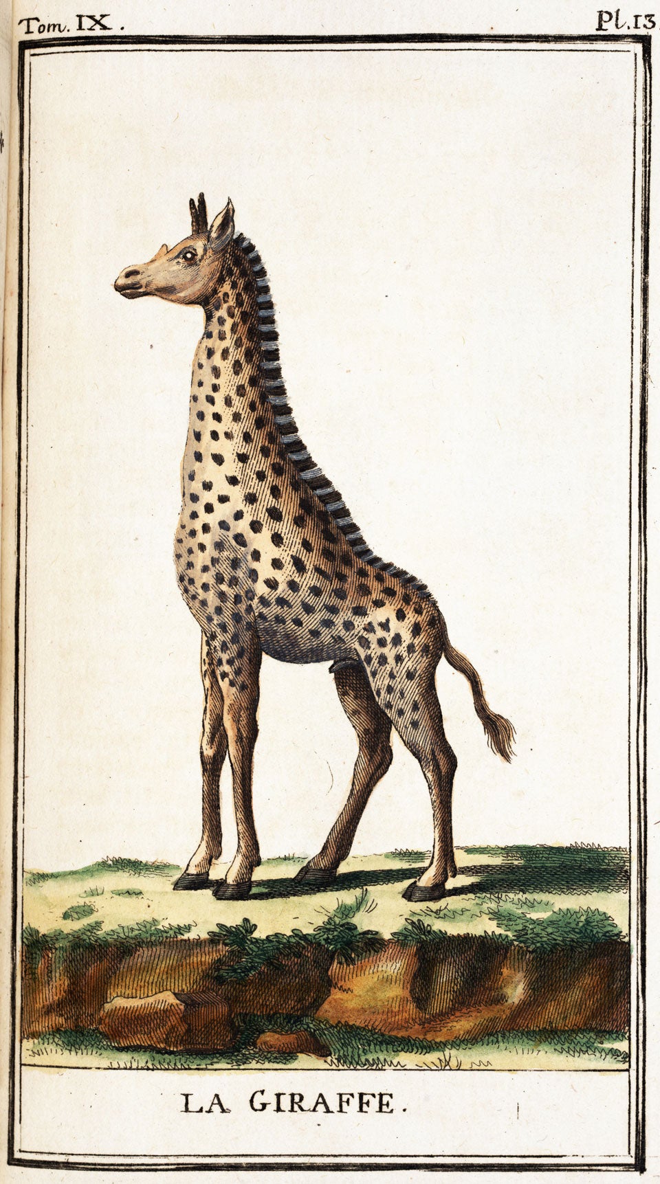 Giraffe. Image source: Buffon, Georges Louis Leclerc. Histoire naturelle, générale et particuliere. Pt. 2: Quadrupeds, vol. 9, Deux-Ponts: Sanson, 1785, pl. 13.