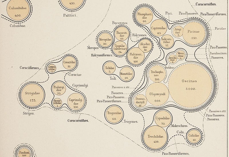 Detail of third image, showing songbirds, woodpeckers, kingfishers, and owls (see text for details), from Max Fürbringer, Untersuchungen der Vögel, 1888 (Linda Hall Library)