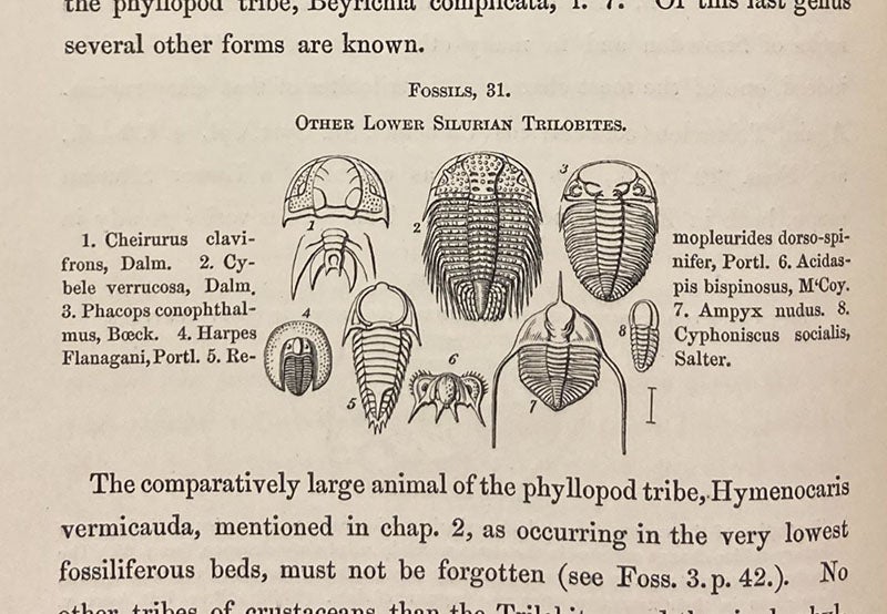 More trilobites, identified, and drawn by John William Salter, woodcut in Roderick Murchison, Siluria, 1854 (Linda Hall Library)