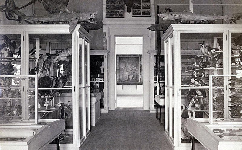 The first floor of the original Museum of Natural History and Anthiropology of John Jenks, showing display cases, undated photograph, but before 1894, Brown University Library (250.brown.edu)