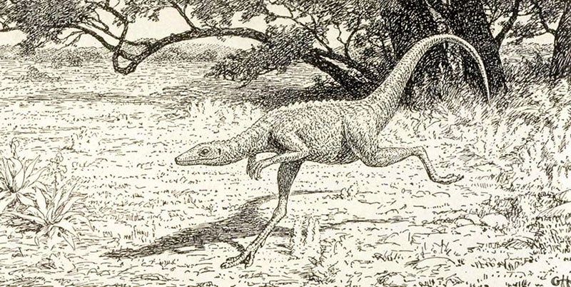 “Restoration of <i>Compsognathus longipes</i> by the author,” drawing by Gerhard Heilmann, detail of page in his <i>The Origin of Birds</i>, 1926 (Linda Hall Library)