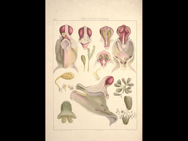 Peter H. Raven Library, Missouri Botanic Garden