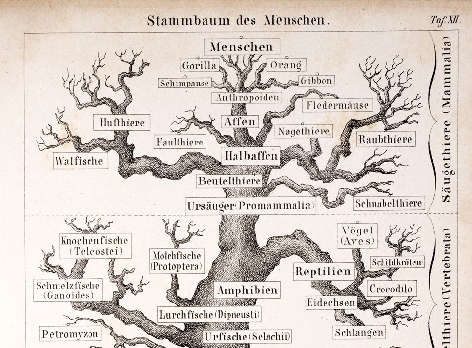 Haeckel’s book. Image source: Haeckel, Ernst. Anthropogenie oder Entwickelungsgeschichte des Menschen. Leipzig: Verlag von Wilhelm Engelmann, 1874, title page.
