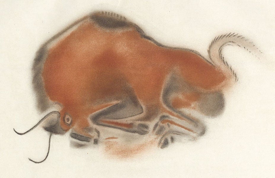 Charging bison, photoprint of a drawing by Henri Breuil, slightly cropped, La caverne d'Altamira a Santillane, by Émile Cartailhac and abbé Henri Breuil, plate XXVII, 1906 (The Linda Hall)