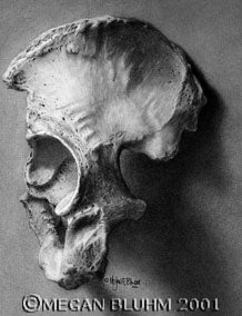 Human Hip Bone. Carbon dust and carbon pencils. 