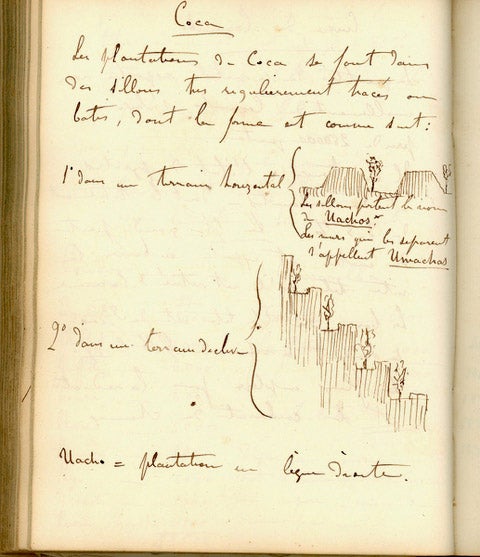 Growing coca in terraced gardens, drawing and notes by Hugh A. Weddell, field notes for second expedition to Peru and Bolivia, 1851-52 (collection of Tom Taylor; photo by Tom Taylor)