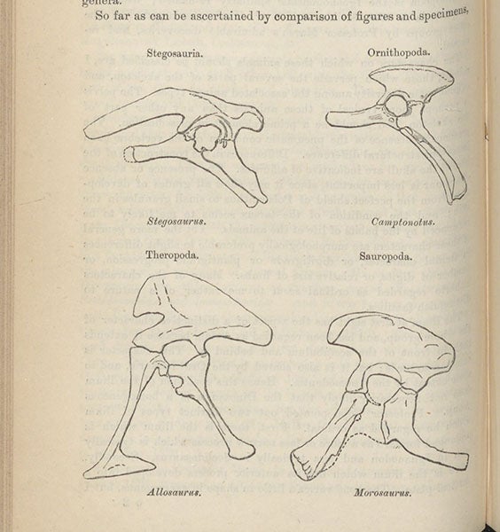 Diagram showing the pelvic structure of two new proposed orders of dinosaurs: Ornithischia (top) and Saurischia (bottom), "On the Classification of the Fossil Animals commonly named Dinosauria,” by Harry Govier Seeley, Proceedings of the Royal Society of London, vol. 43, p. 168, 1888 (Linda Hall Library)