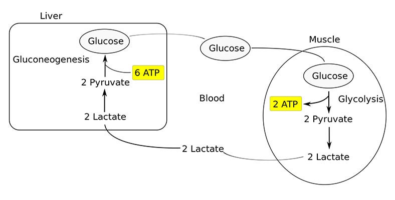 Diagram of the Cori cycle, whereby glucose is converted to lactic acid (lactate) in the muscles and the lactic acid back into glucose in the liver, discovered by Gerty and Carl Cori, 1929 (Wikimedia commons)