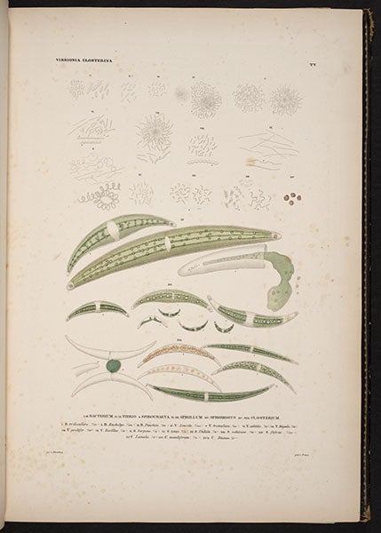 Closterium (green algae), detail of hand-colored engraving, from Christian Ehrenberg, Die Infusionsthierchen, 1838 (Linda Hall Library)