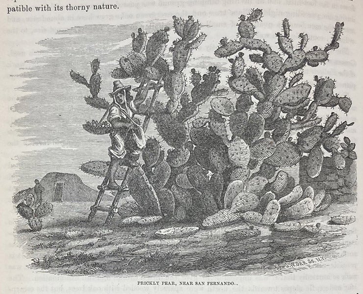 Prickly pear, wood engraving, Report of Explorations in California for Railroad Routes, By Robert S. Williamson (Pacific Railroad Reports, vol. 5), p. 74, 1855 (Linda Hall Library)