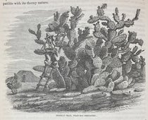 Prickly pear, wood engraving, Report of Explorations in California for Railroad Routes, By Robert S. Williamson (Pacific Railroad Reports, vol. 5), p. 74, 1855 (Linda Hall Library)