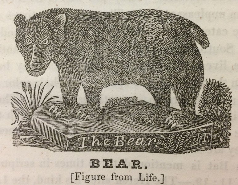 “The Bear,” wood engraving by Jonathan Fisher, from his <i>Scripture Animals</i>, 1834  (Andover-Harvard Theological Library via Tumblr)