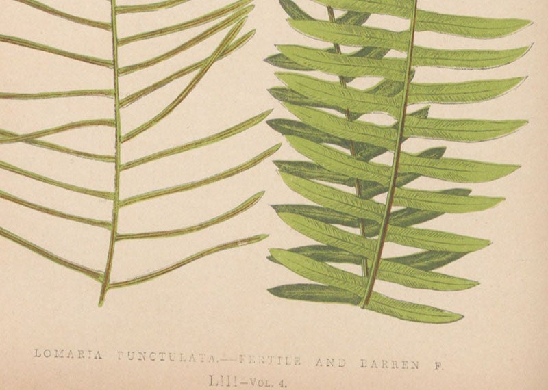 Detail of Lomaria punctulata, a fern, chromoxylograph, Ferns: British and Exotic, by Edward Joseph Lowe, vol. 4, 1858-64 (Linda Hall Library)