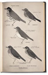 Old Field Guide Examples 05. The Making of a Field Guide - The Linda Hall
