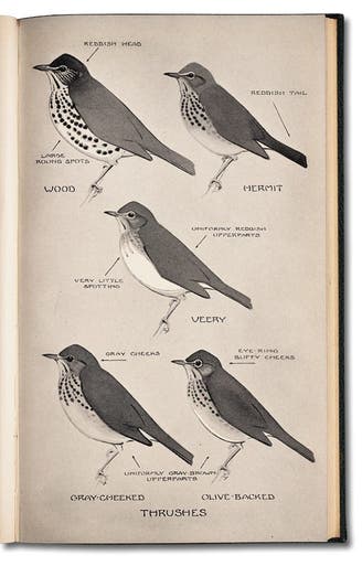 05. The Making of a Field Guide - Linda Hall Library