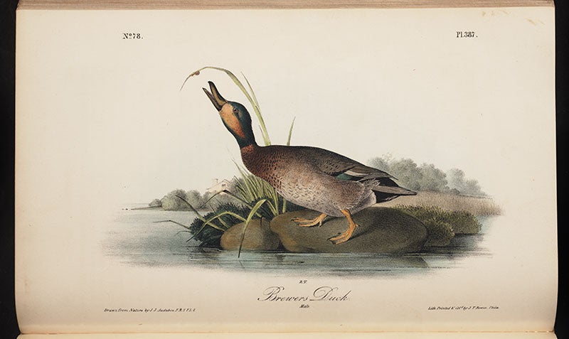 Brewer’s duck, in J.J. Audubon, <i>Birds of America</i>, octavo ed., 1843 (Linda Hall Library)