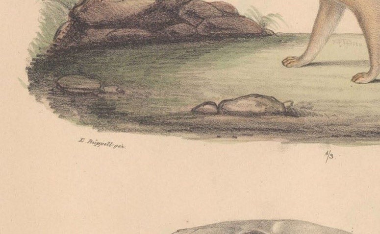 Detail of fourth image (Abyssinian genet), showing signature of Rüppell, Neue Wirbelthiere zu der Fauna von Abyssinien, by Eduard Rüppell, [v. 1] Säugethiere, plate 11, 1835 (Linda Hall Library)